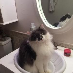 Meet your Posher, Angela